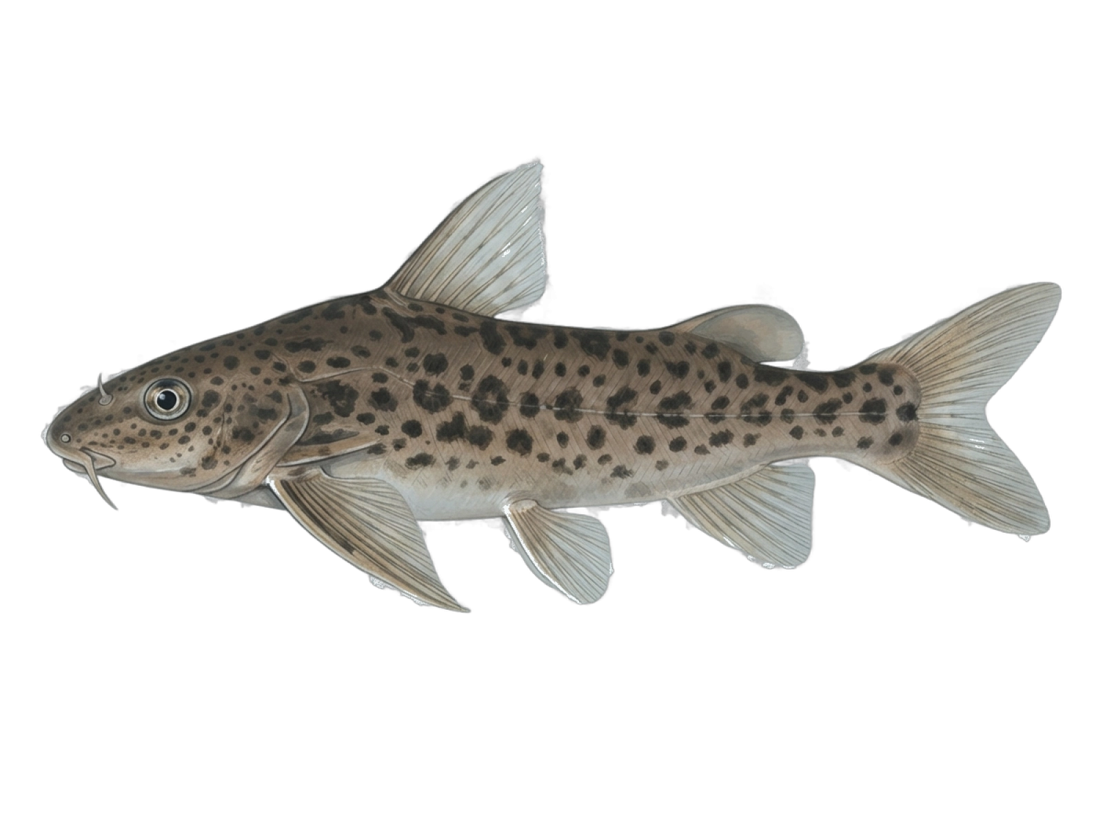 Auchenipterichthys longimanus