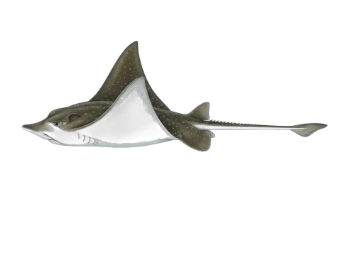 Australian bull ray (Myliobatis australis)