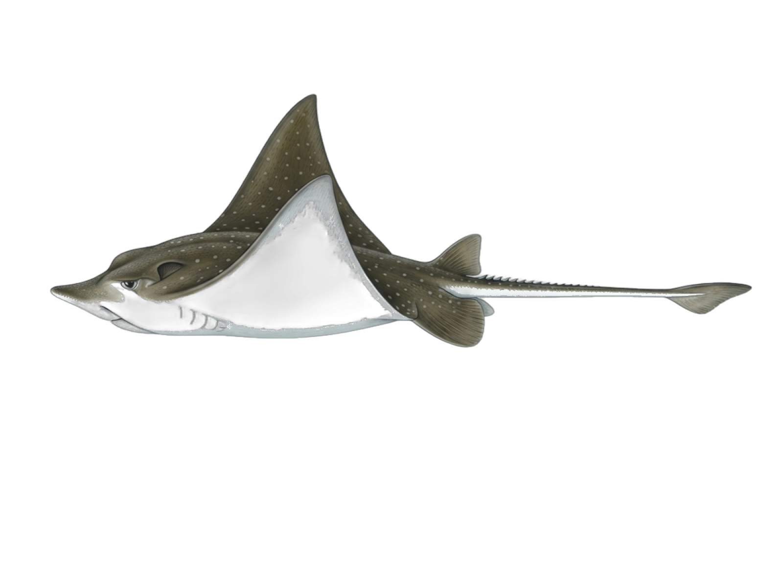 Australian bull ray