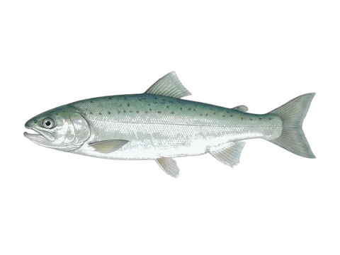 Australian salmon (Arripis trutta)