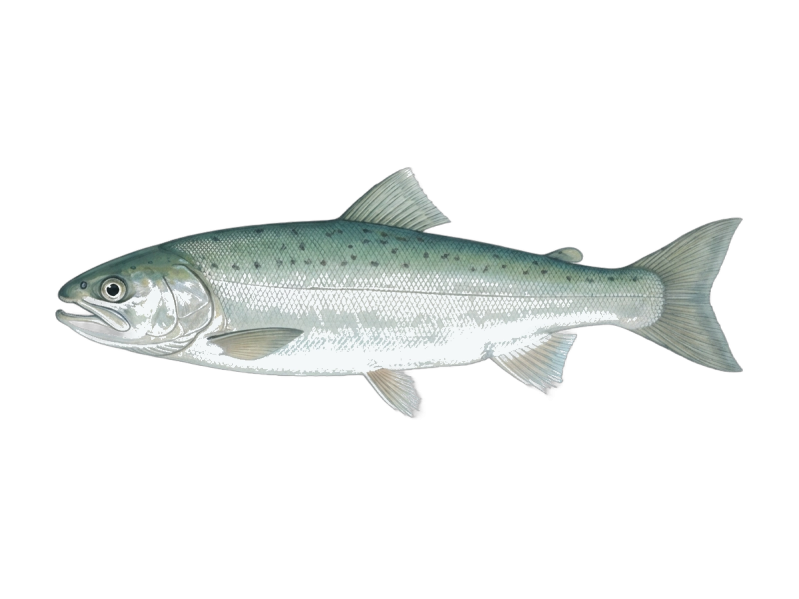 Australian salmon