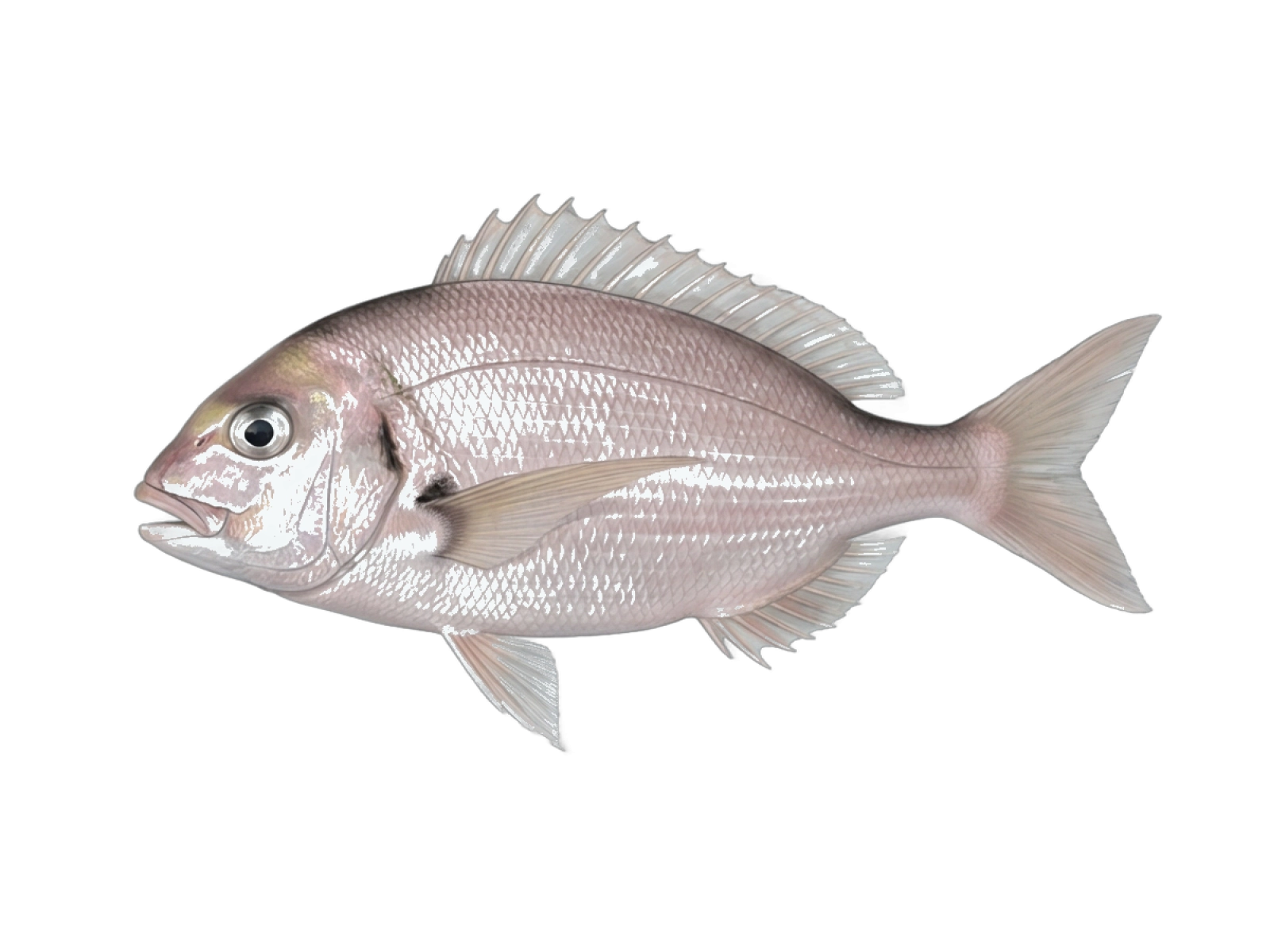 Axillary seabream