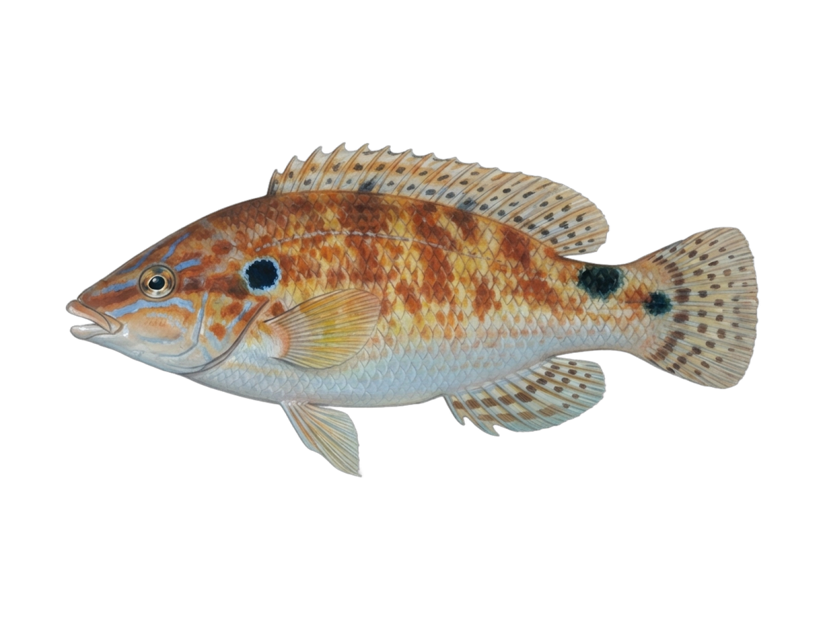 Axillary wrasse