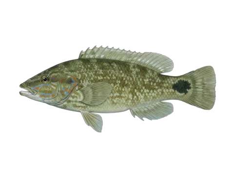 Ballan wrasse (Labrus bergylta)