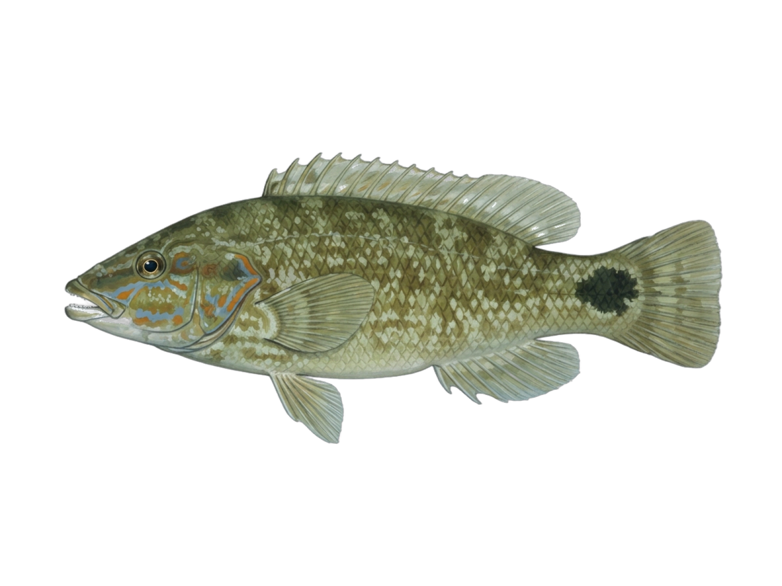 Ballan wrasse