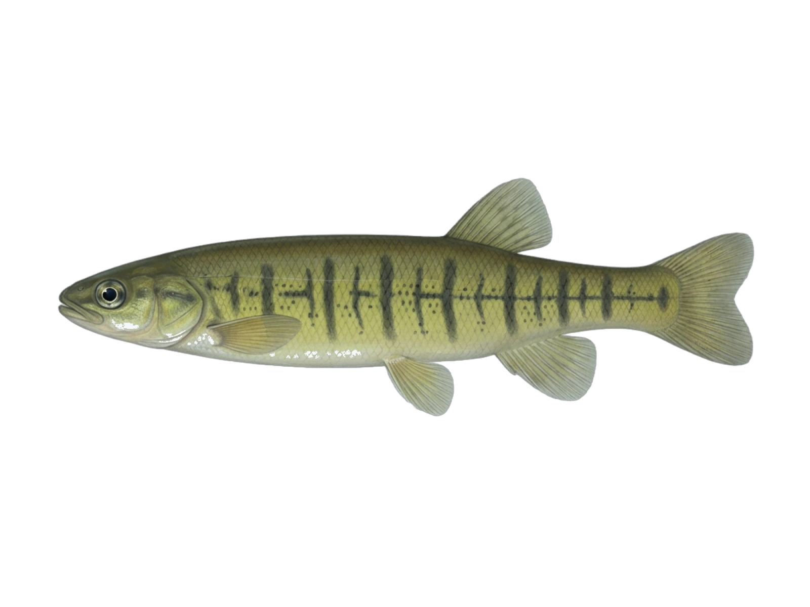 Banded kokopu