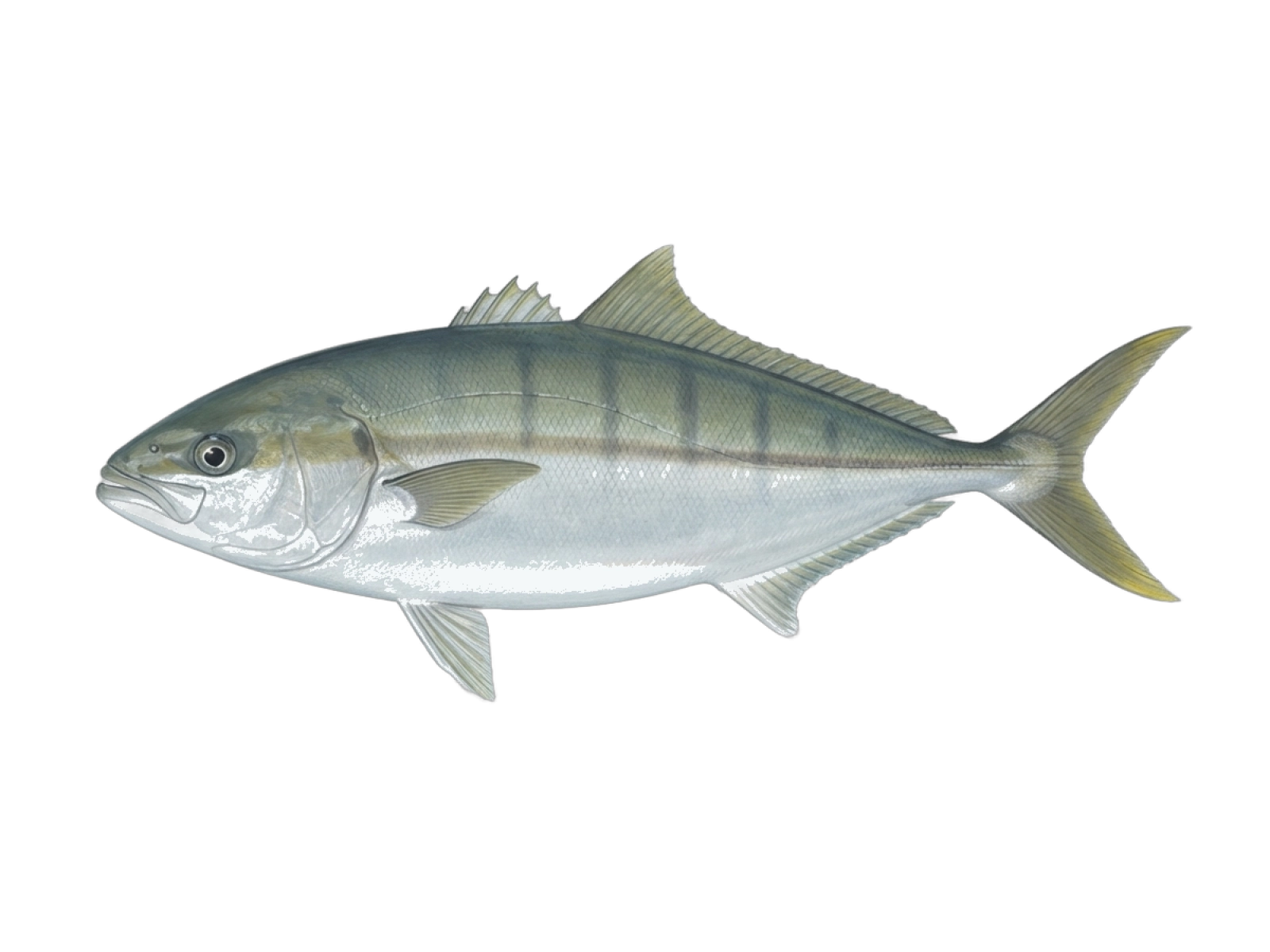 Banded rudderfish