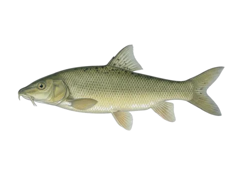 Barbel (Barbus barbus)