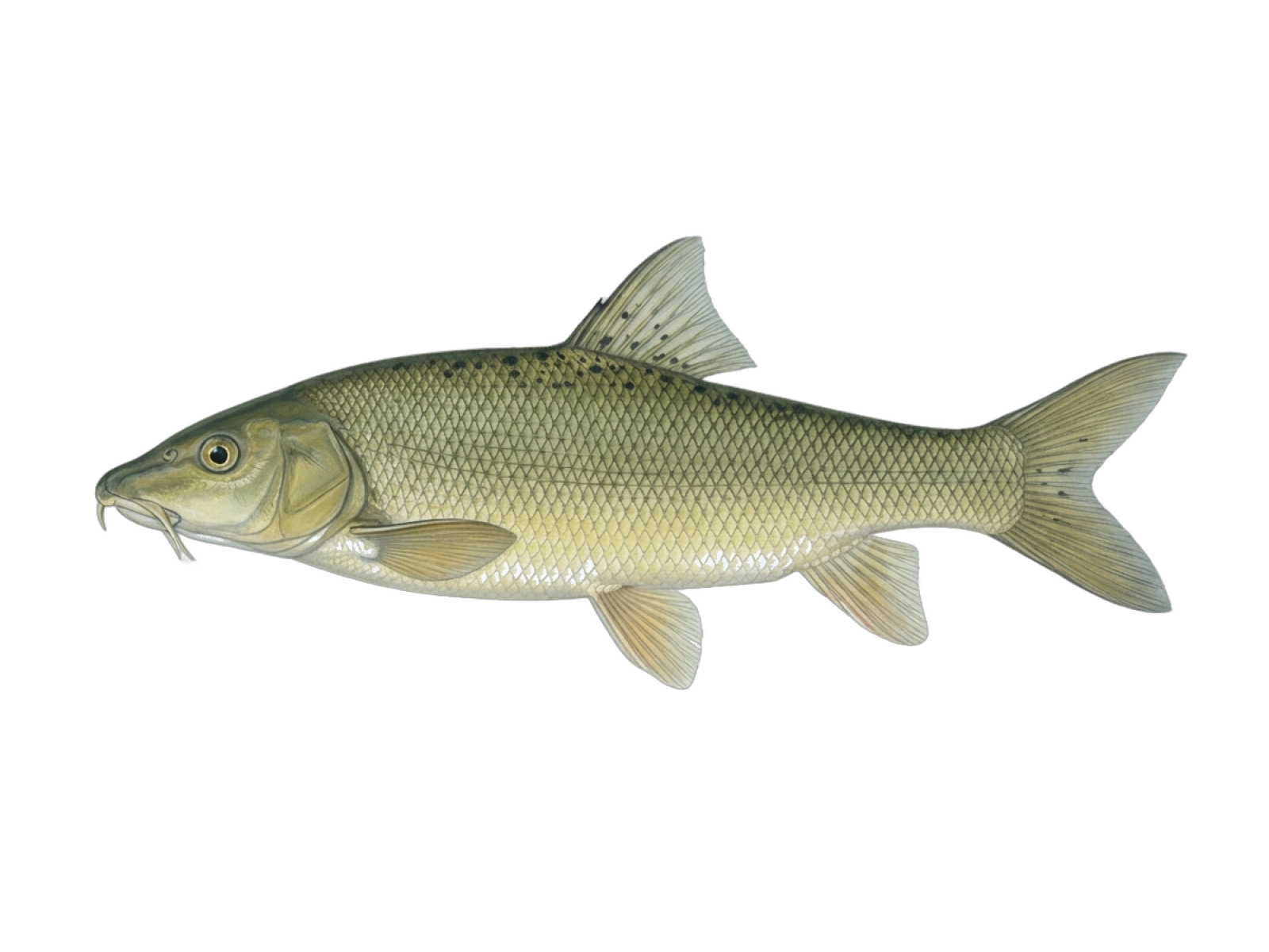 Barbel
