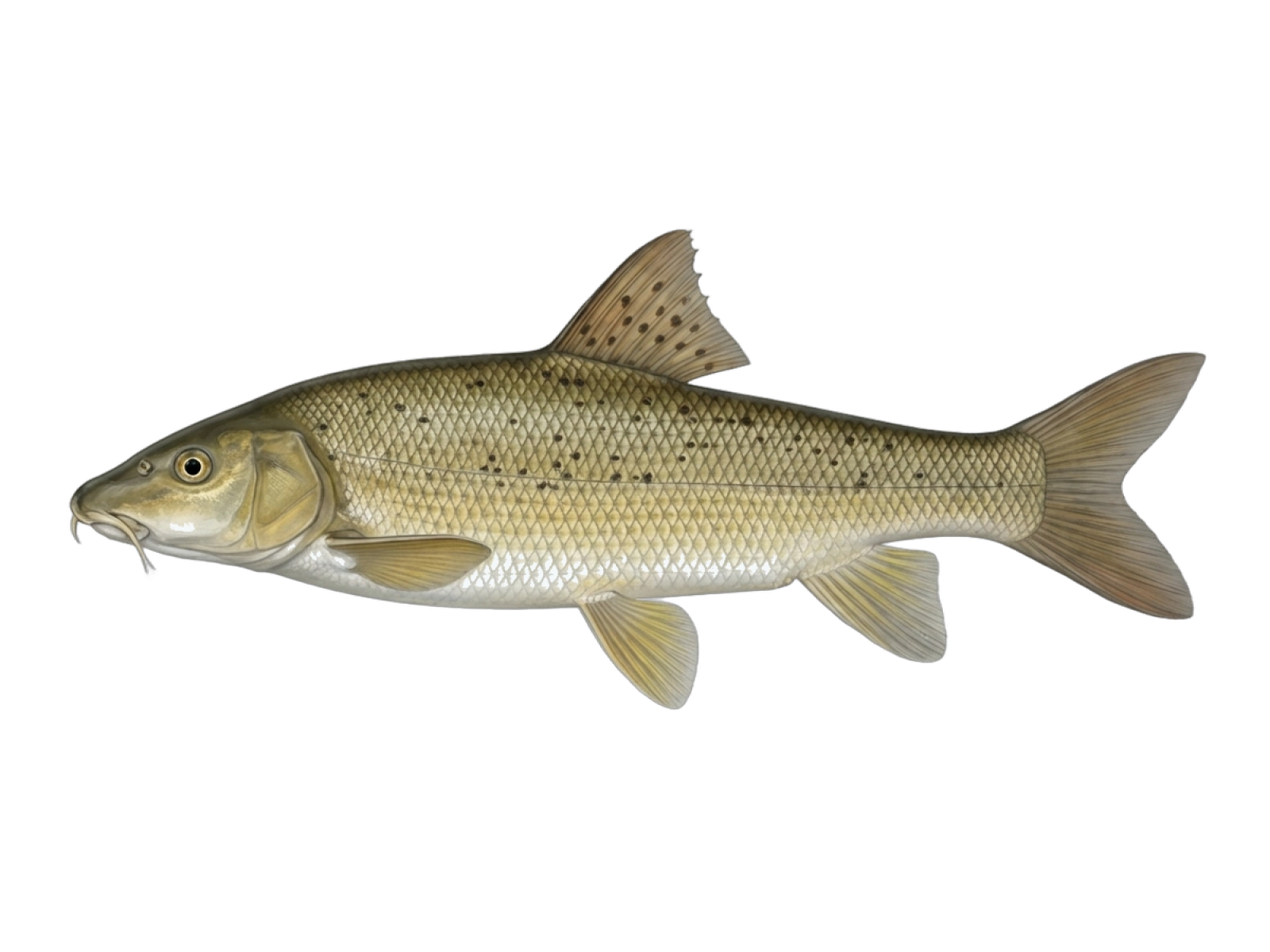 Barbus borysthenicus