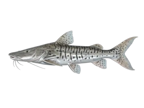 Barred sorubim (Pseudoplatystoma fasciatum)