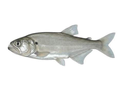 Biara (Rhaphiodon vulpinus)