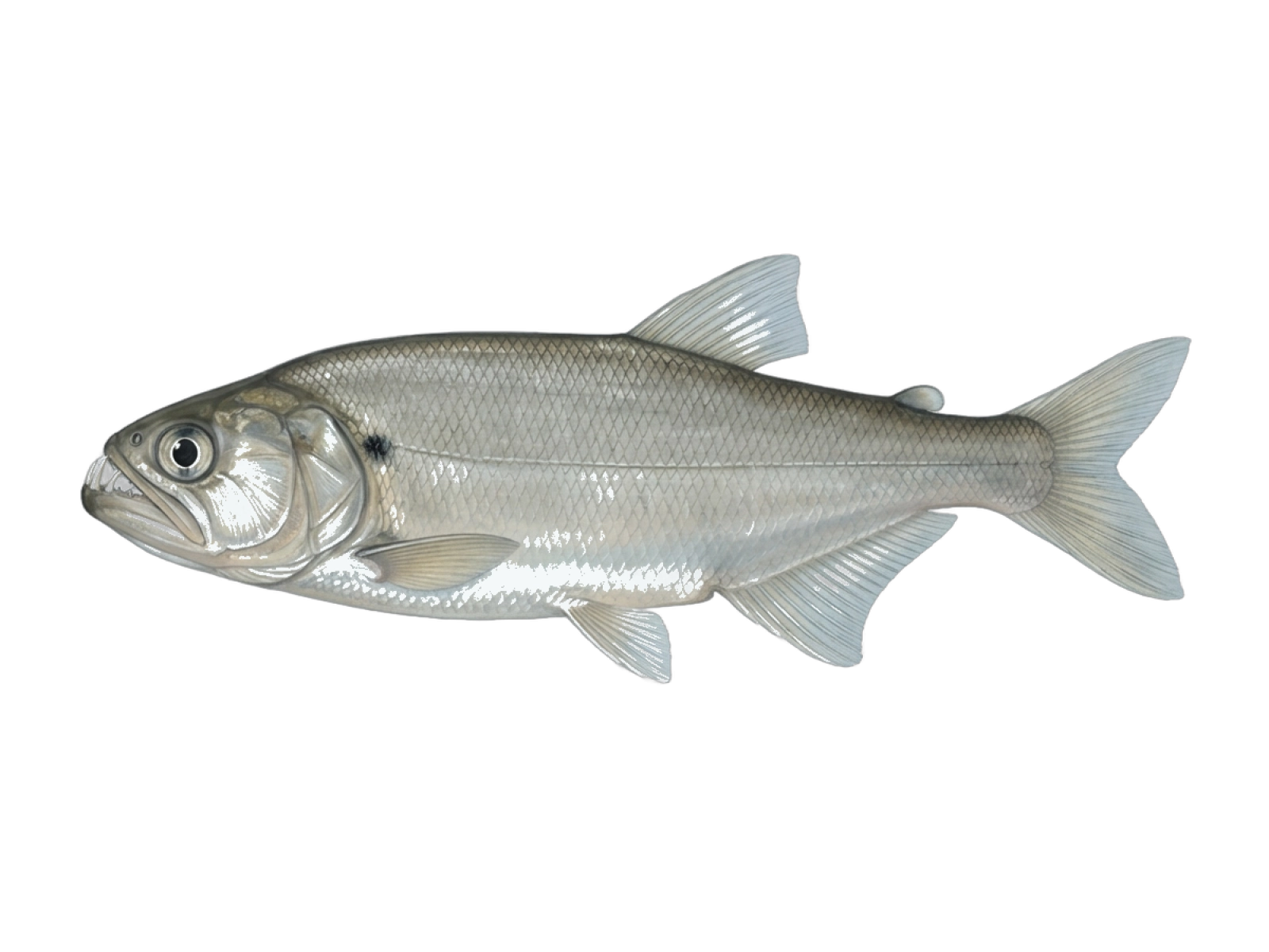 Biara