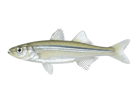 Big-scale sand smelt (Atherina boyeri)