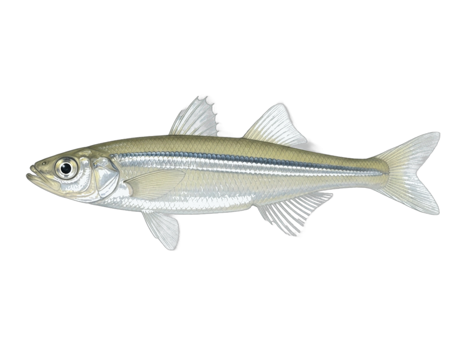 Big-scale sand smelt