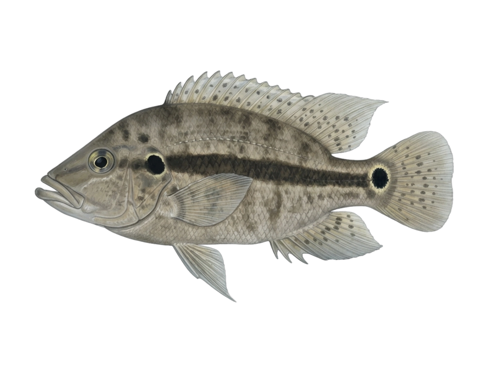 Bigeye cichlid