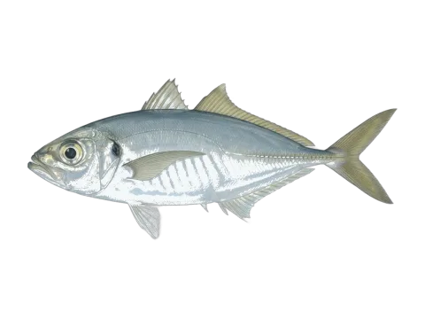 Bigeye scad (Selar crumenophthalmus)
