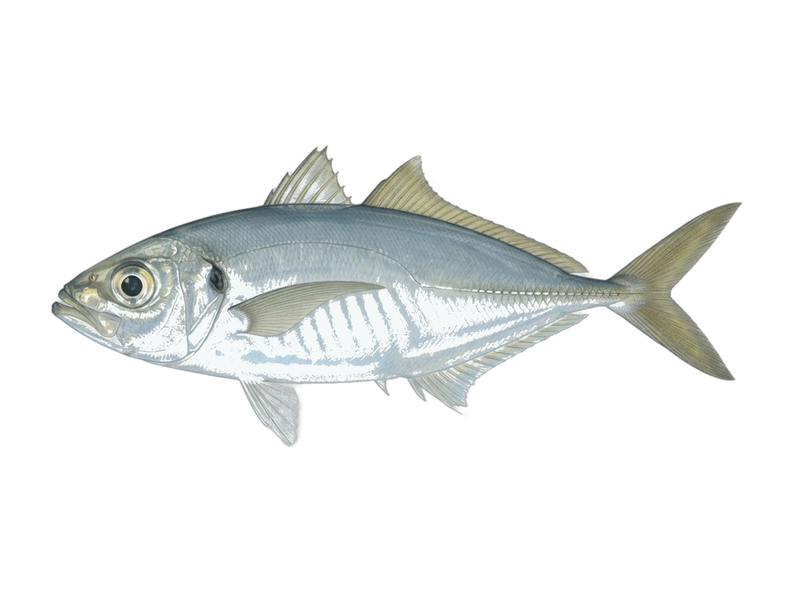 Bigeye scad