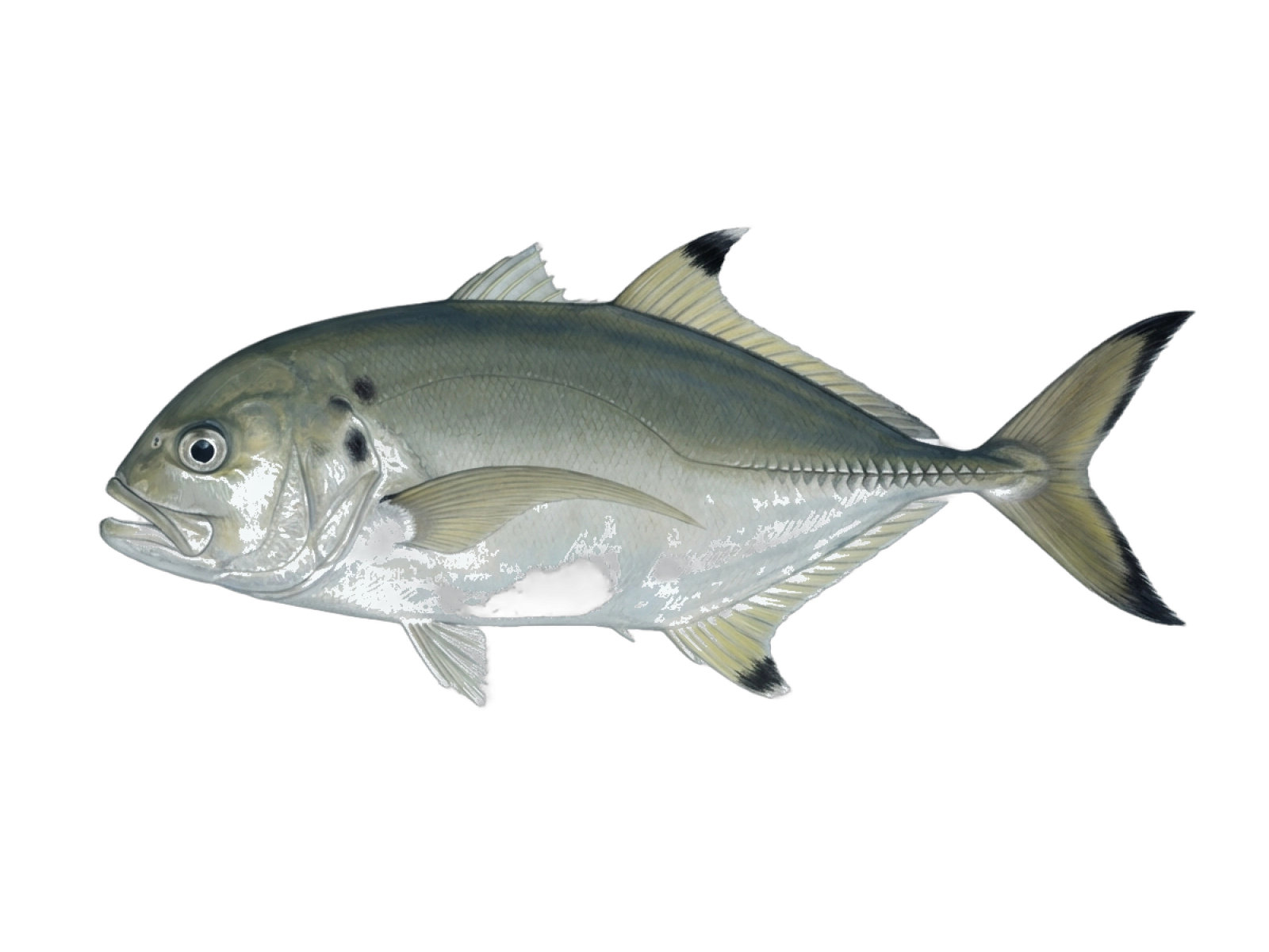 Bigeye trevally