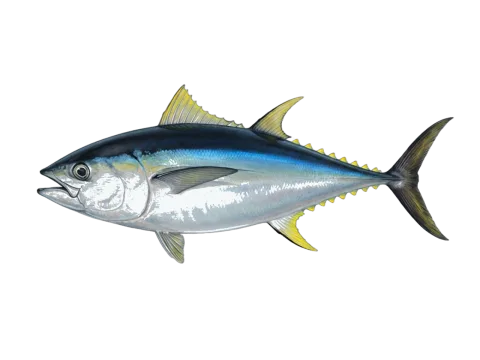 Bigeye tuna (Thunnus obesus)