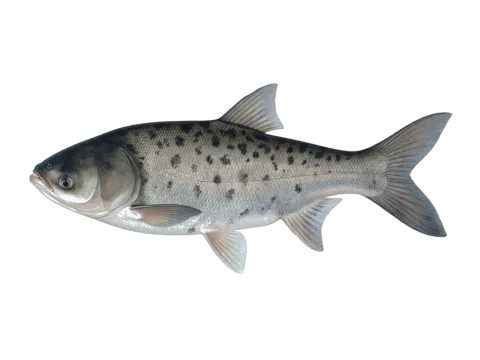 Bighead carp (Hypophthalmichthys nobilis)