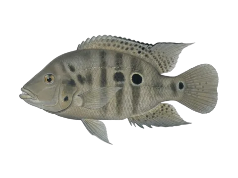 Black acara (Cichlasoma bimaculatum)