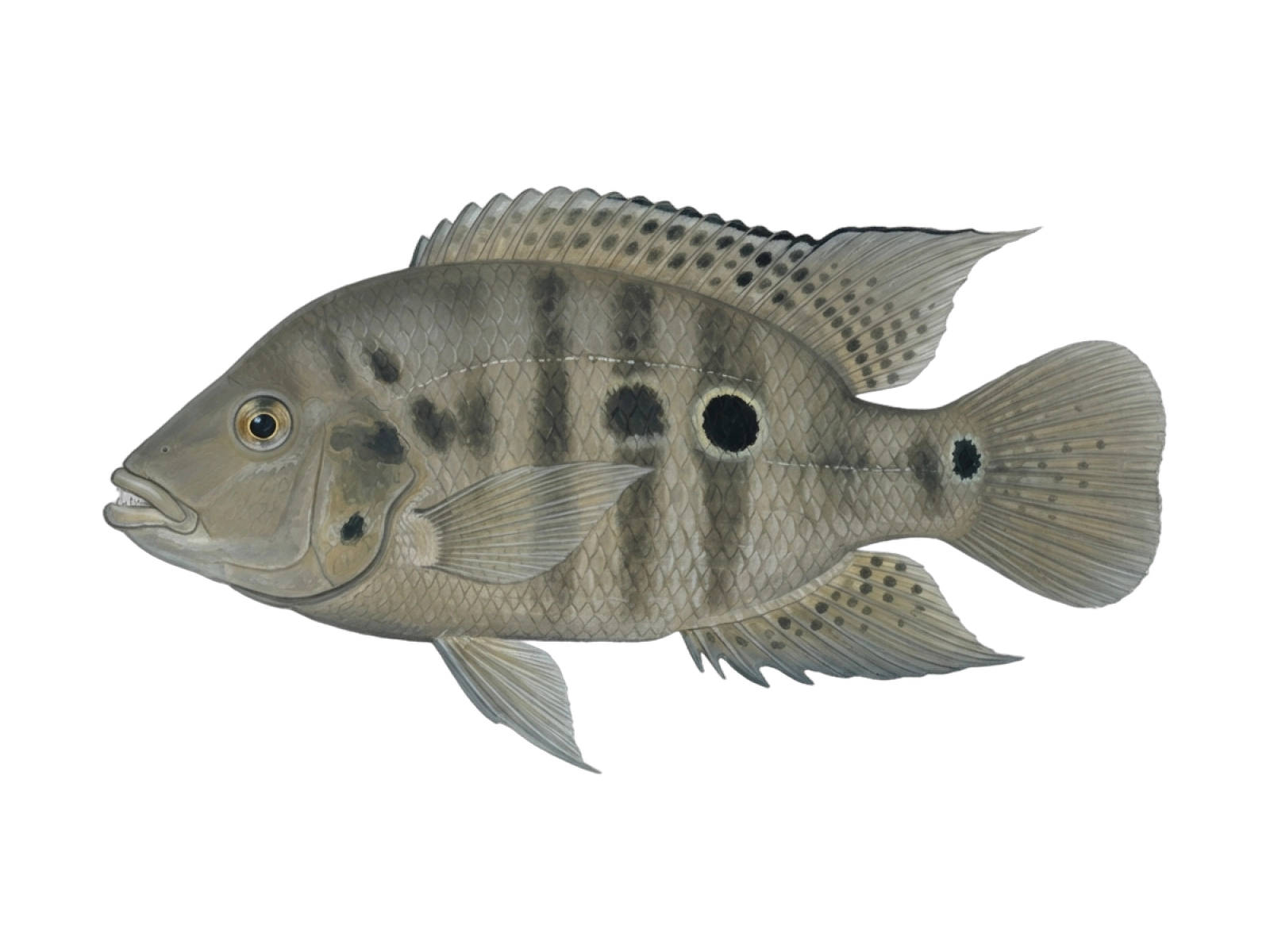 Black acara
