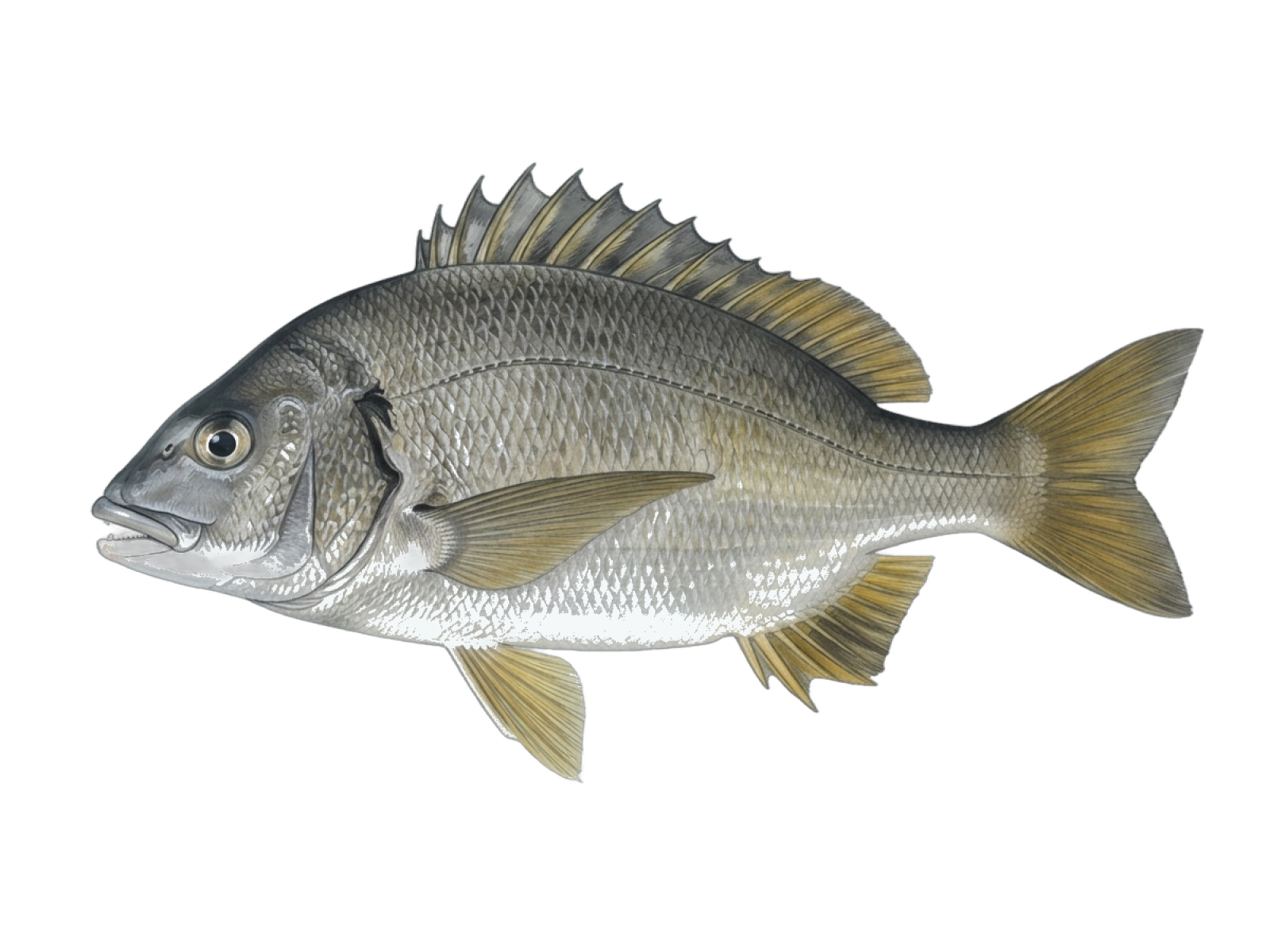Black bream