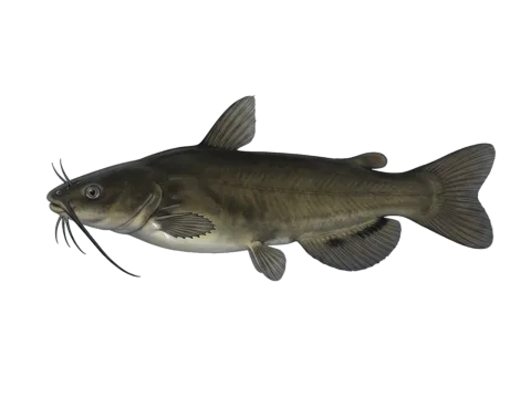 Black bullhead (Ameiurus melas)