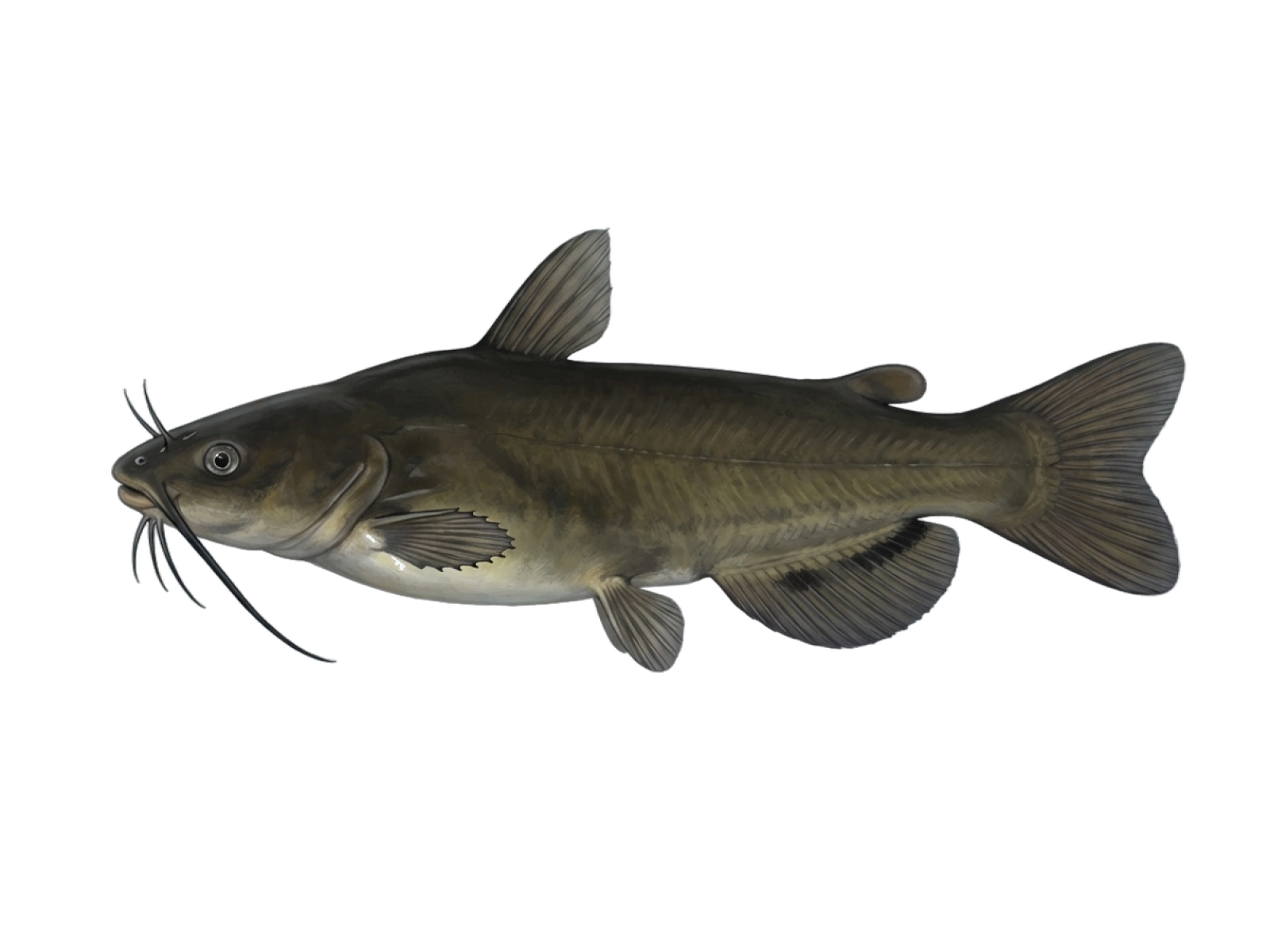 Black bullhead
