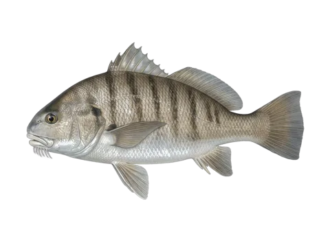 Black drum (Pogonias cromis)