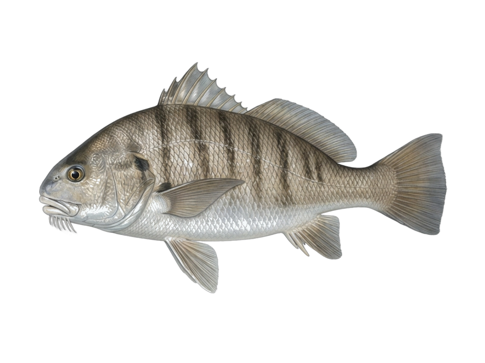 Black drum