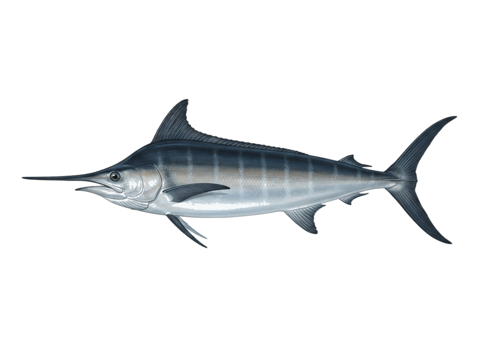 Black marlin