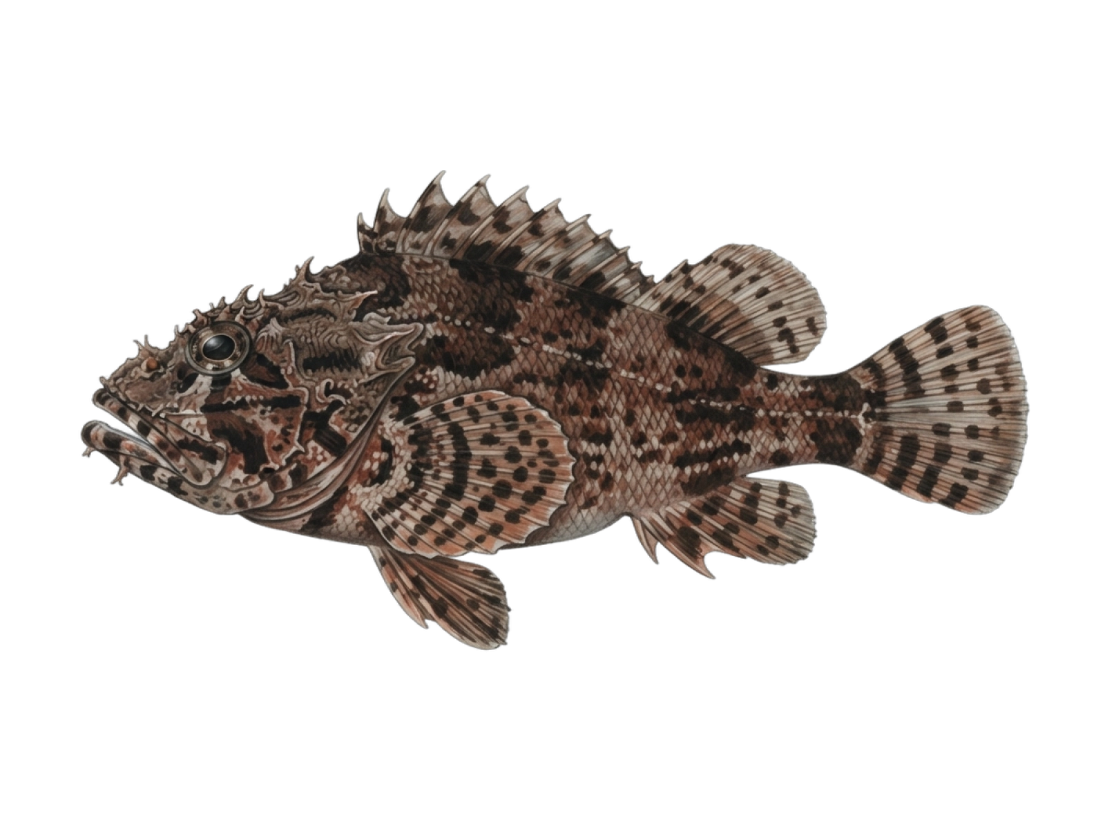 Black scorpionfish