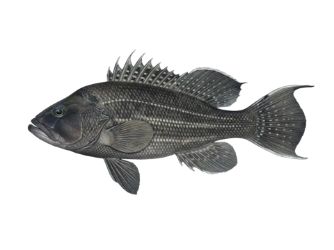 Black seabass (Centropristis striata)