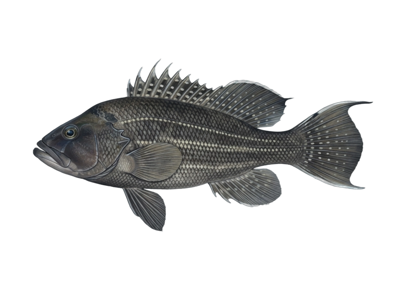 Black seabass