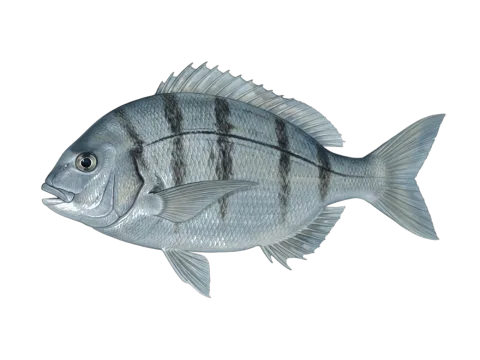 Black seabream (Spondyliosoma cantharus)