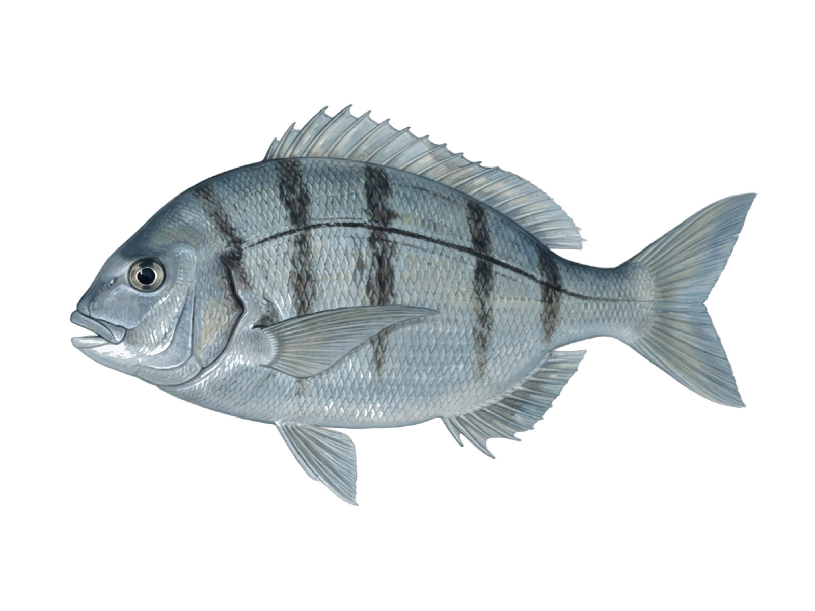 Black seabream