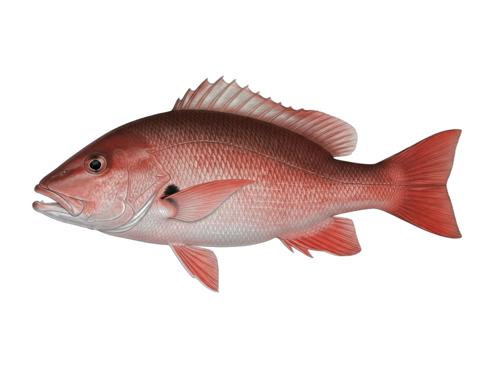 Blackfin snapper