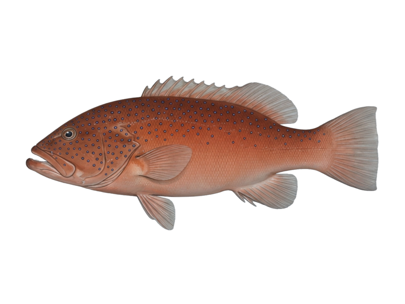 Blacksaddled coralgrouper