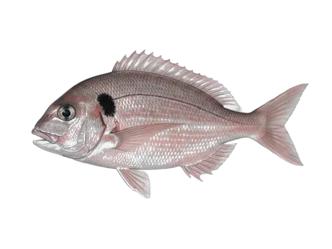 Blackspot seabream (Pagellus bogaraveo)
