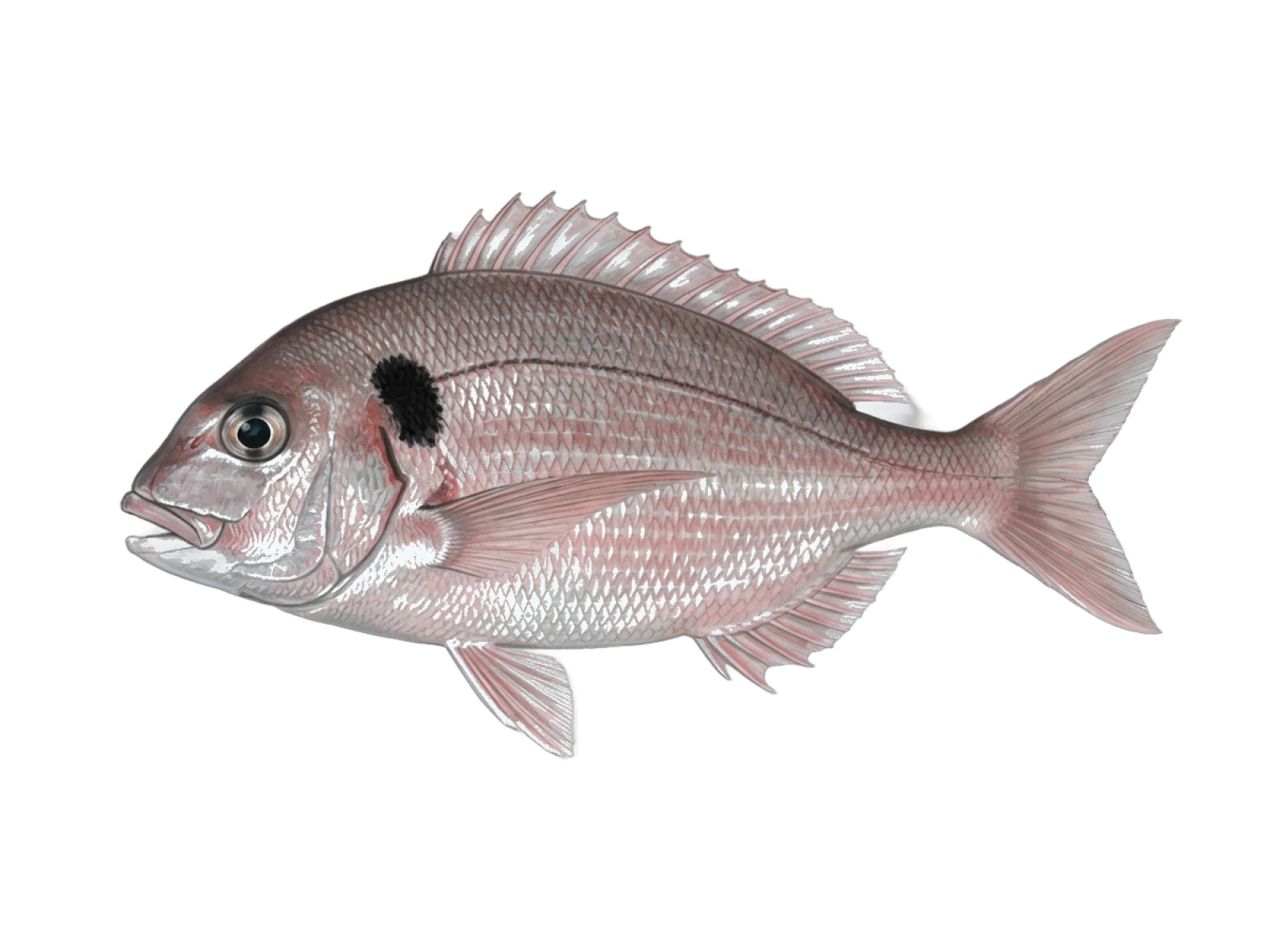 Blackspot seabream
