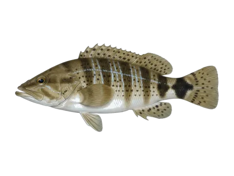 Blacktail comber (Serranus atricauda)