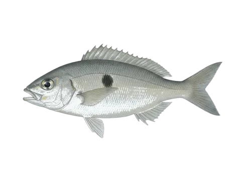 Blotched picarel (Spicara maena)