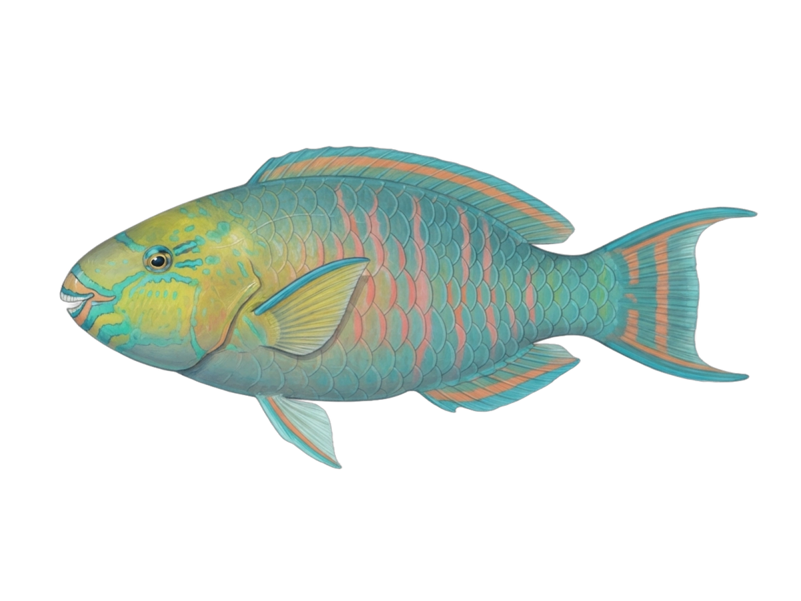 Blue-barred parrotfish