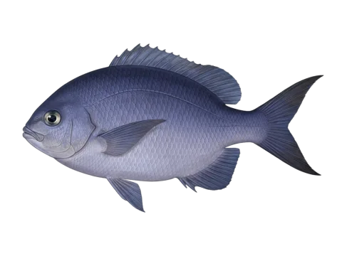 Blue maomao (Scorpis violacea)