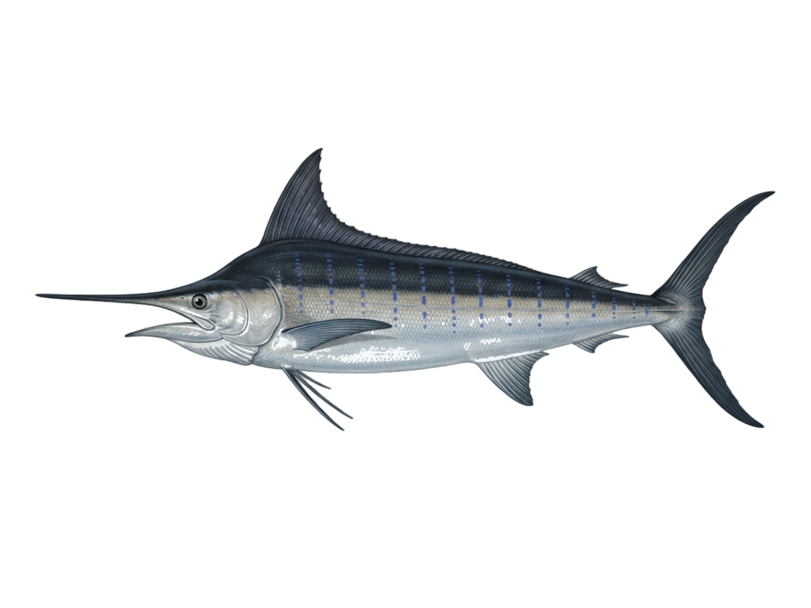 Blue marlin