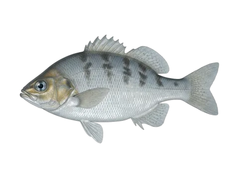 Blue moki (Latridopsis ciliaris)