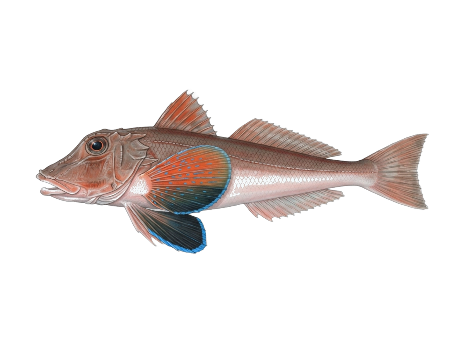 Bluefin gurnard