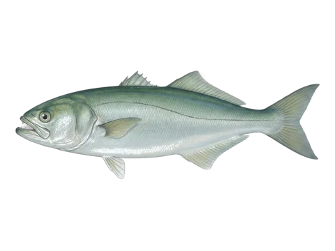 Bluefish (Pomatomus saltatrix)